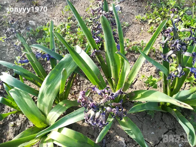 ЗЮМБЮЛ 25ЛВ ЗА ЕДИН В САКСИЯ С ПОЧВА 1104250530, снимка 17 - Градински цветя и растения - 49853465