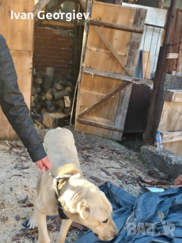 Kankalka, снимка 4 - Кангал - 53637437