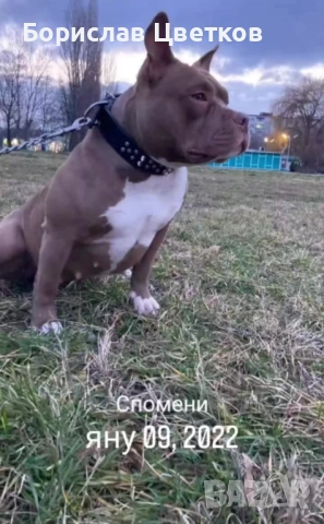 American bully pocket , снимка 8 - Други - 52962629