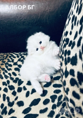 Шотландски котета, снимка 7 - Британска късокосместа - 53060977