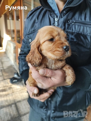 Английски кокер шпаньол, снимка 3 - Кокер шпаньол - 53485205