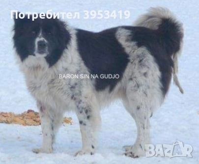 каракачански кученца със доказан произход, снимка 8 - Каракачанска овчарка - 52579680