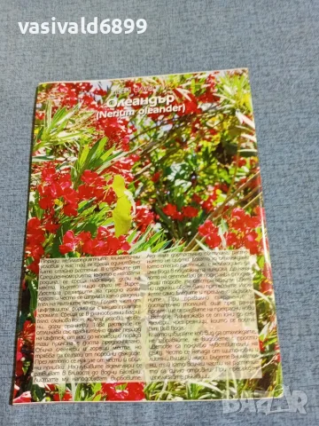 Списание "Цветя и дом" 6÷20 12/2011, снимка 4 - Списания и комикси - 56317278