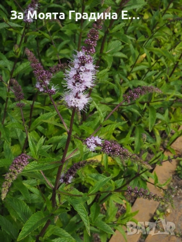 Подбрани Билки и Подправки за вас! , снимка 9 - Градински цветя и растения - 53744109