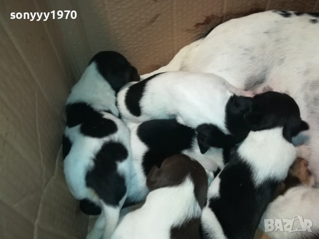 ДЖАК РЪСЕЛ-ПРОДАВАМЕ КУЧЕНЦА 250ЛВ ЗА БРОЙ 2908250958, снимка 15 - Джак ръсел териер - 51530695