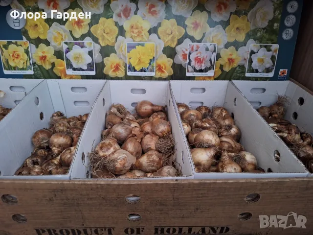 Луковици НАРЦИС, снимка 18 - Градински цветя и растения - 56336423