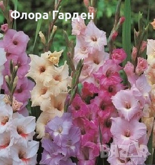 ГЛАДИОЛ Грудколуковици - ПРЕДВАРИТЕЛНИ ПОРЪЧКИ, снимка 2 - Сортови семена и луковици - 49236279