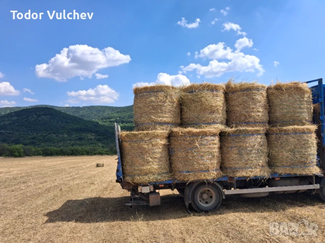 Сено, снимка 3 - Крави - 51362711