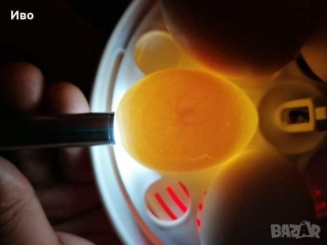 Проверка на яйца 