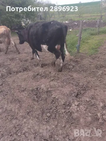 16 броя крави юници, снимка 9 - Крави - 50015524