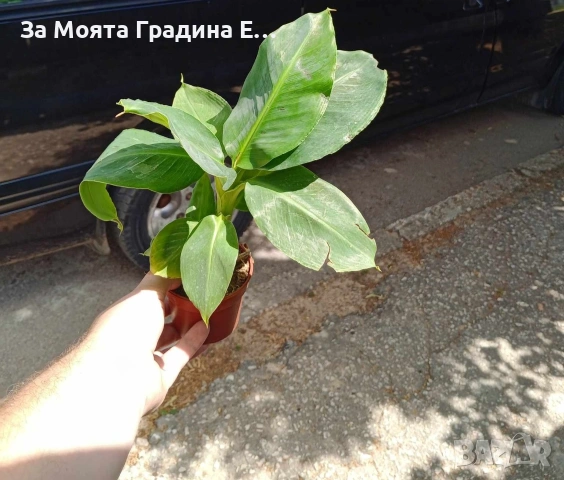 Банан - Стаен, снимка 3 - Стайни растения - 53634638