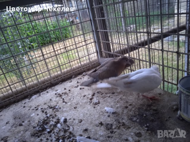 Сенегалски гургулици-1 мъжки, снимка 9 - други­ - 41202178