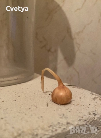 Шафранов минзухар - Crocus sativus