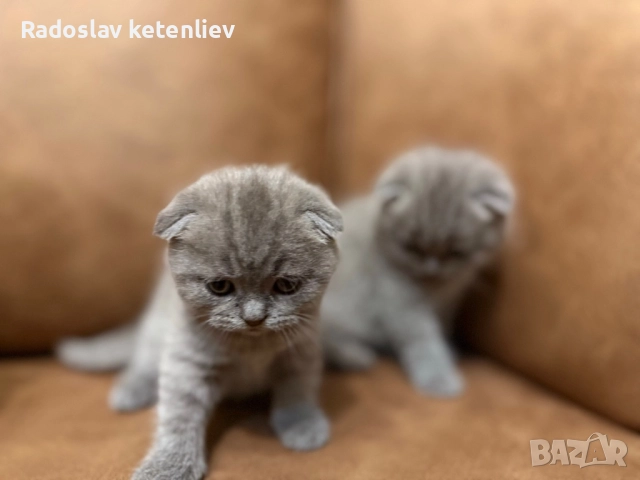 Шотландска клепоуха , снимка 13 - Британска късокосместа - 52379618