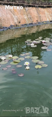 Водна лилия , снимка 3 - Градински цветя и растения - 50600629