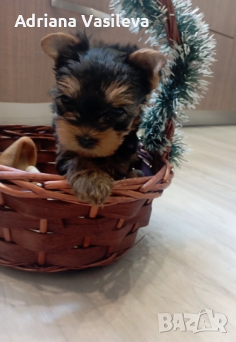 Йоркширски териер, снимка 4 - Йоркширски териер - 52858194