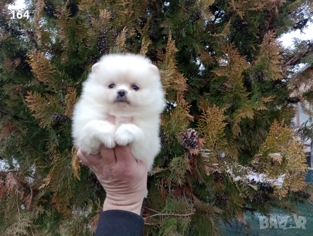 Момиченце. Померан., снимка 4 - Померан - 53436707