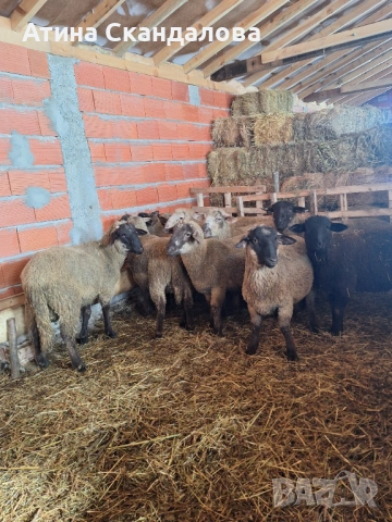 Селскостопански животни , снимка 3 - Овце - 53161923
