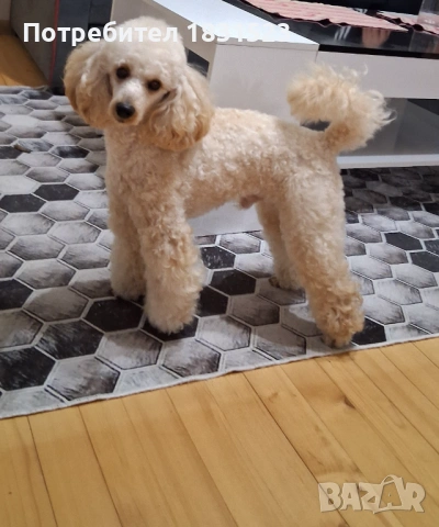 Сладък пудел цвят априкот си търси дама