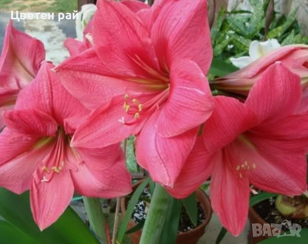 Луковици на 4цвята амарилис 4,50€