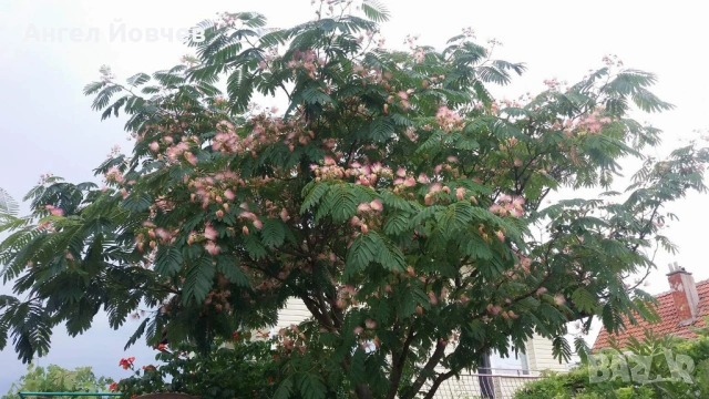 Албиция - фиданки, снимка 6 - Разсади - 53849029