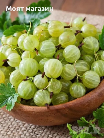 Цариградско Грозде, снимка 2 - Градински цветя и растения - 53650621