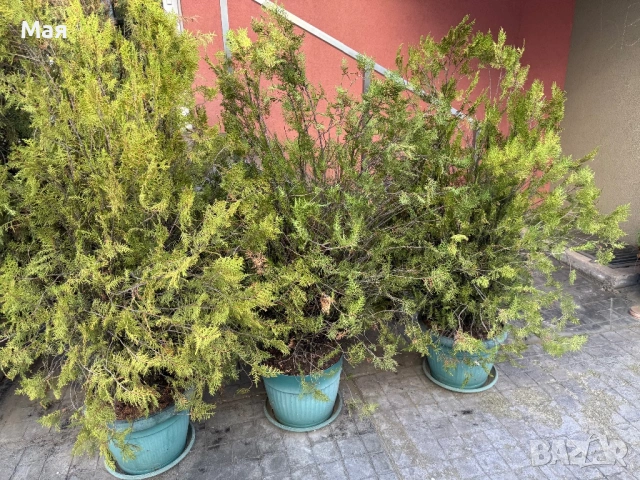 10 евро туи! Имаме 4 броя. Високи са 150 см.. 