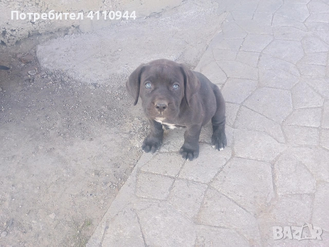 Кане Корсо продавам , снимка 10 - Други - 53699451