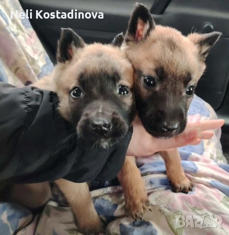 Белгийска овчарка Малиноа , снимка 3 - Белгийска овчарка - 53273246