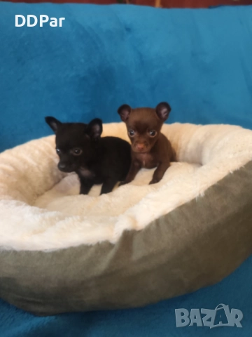 Мини чихупинчери , снимка 2 - Пинчер - 52775065