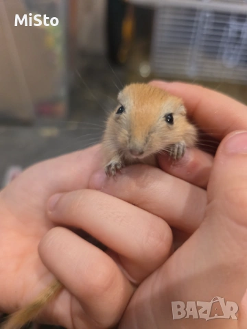 Подарявам джербили (монголска песчанка), снимка 6 - Други - 53850898