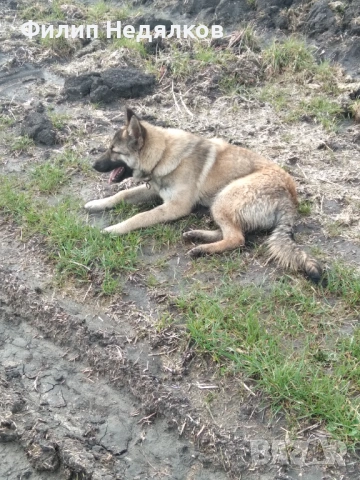 Малки женски овчарки , снимка 6 - Немска овчарка - 53717942