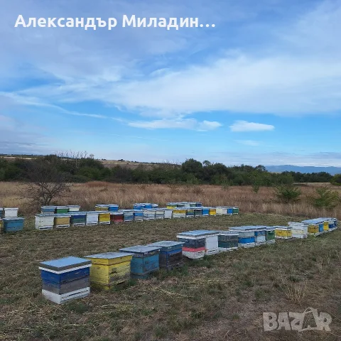 пчелни семейства 