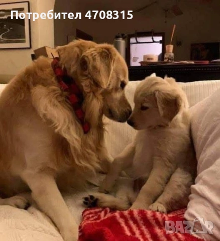 Голдън ретривър карамел момче