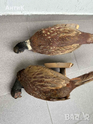 Препариран Фазан Фазани, снимка 7 - Други ценни предмети - 51683019