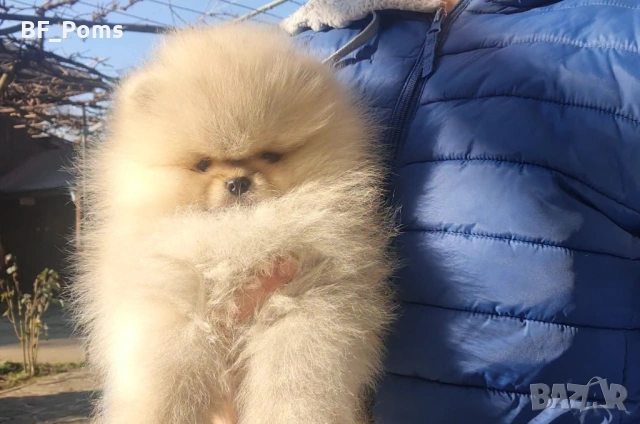 Страхотно момченце померан с родословие FCI, снимка 7 - Померан - 52918943