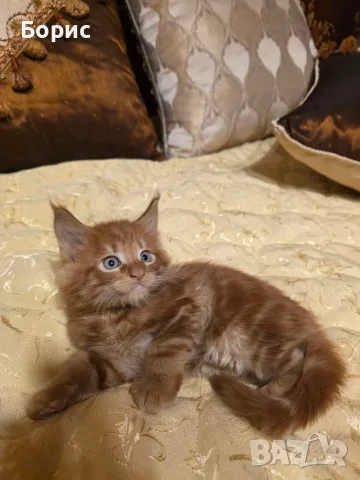 Мейн куун котета