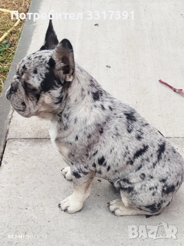 френски булдог момче и момиче, снимка 2 - Френски булдог - 52182909