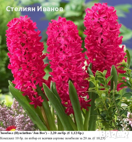 СОРТОВИ ЗЮМБЮЛИ - ЛУКОВИЦИ, снимка 5 - Сортови семена и луковици - 52372807