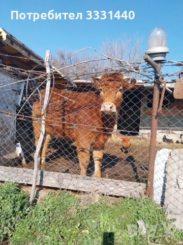 Продавам юница лимузин , снимка 6 - Крави - 53868380