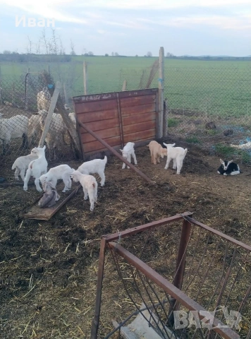 ярета, снимка 2 - Кози - 53262361