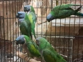 продавам папагали китаиски александар 3 женски 2023 г, снимка 5