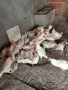 продавам кокошки , снимка 2