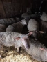Чистокръвни овце Мутон шароле, снимка 6