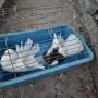 Гълъби   гълъби , снимка 7