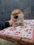 Померани. Мини момчета на 3 месеца., снимка 6