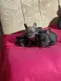 Френски булдог от топ родители , снимка 11