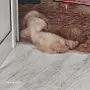 той пудел момче, снимка 3