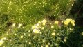 Продавам цветя Градинска маргарита – бяла и жълта, разсад, снимка 17