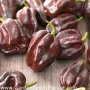Семена Шоколадово Хабанеро са за люта чушка сорт Хабанеро е една от най-разпространените в света., снимка 3